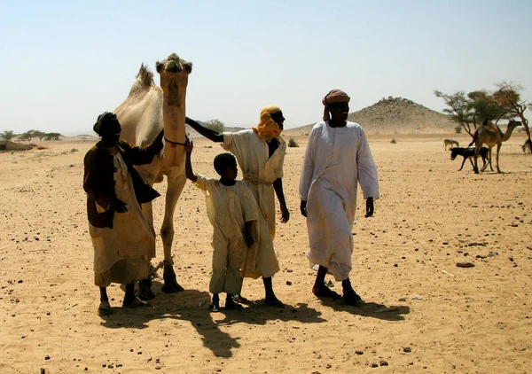 Kereskedés a tevék a Omdurman piac, Khartum, Szudán — Stock Fotó