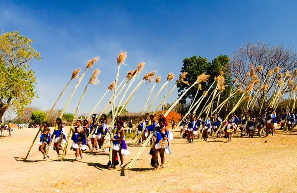 Mujeres con trajes tradicionales marchando en Umhlanga aka Reed Dance 01-09-2013 Lobamba, Swazilandia — Foto de Stock