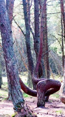 Orman, Curonian spit, Rusya dans