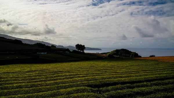 Vista a los campos de té en la isla de Sao Miguel, Azores, Portugal —  Fotos de Stock