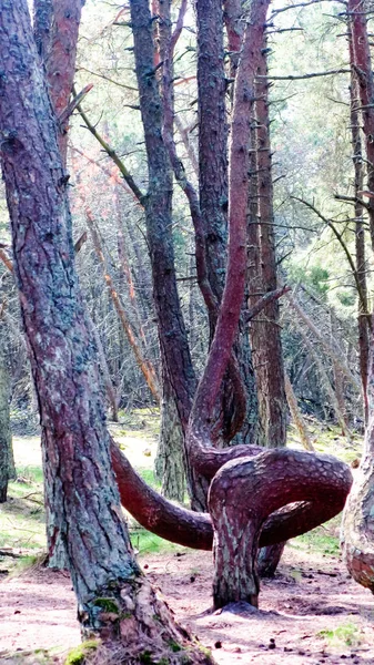 Orman, Curonian spit, Rusya dans