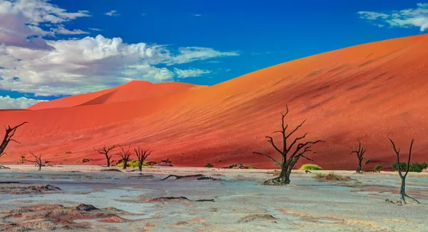 Deadvlei dans le parc national Namib-Naukluft Sossusvlei, Namibie — Photo