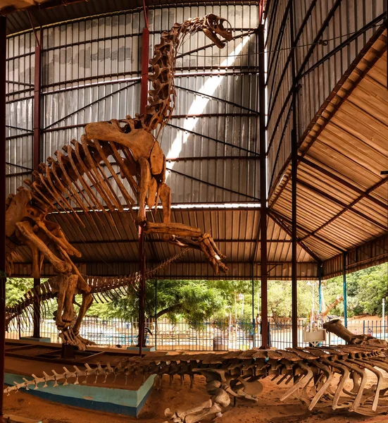 Esqueleto de Dinosaurio Jobaria tiguidensis en Niamey, Níger — Foto de Stock