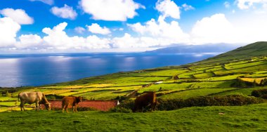Corvo Island, Azores, Portekiz tarım alanları ile manzara