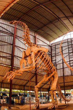 Dinozor Jobaria tiguidensis Niamey, Nijer iskelet