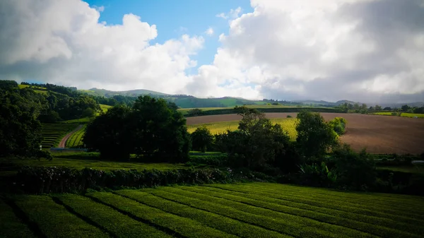 Veduta dei campi da tè dell'isola di Sao Miguel, Azzorre, Portogallo — Foto Stock