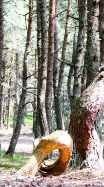 Orman, Curonian spit, Rusya dans