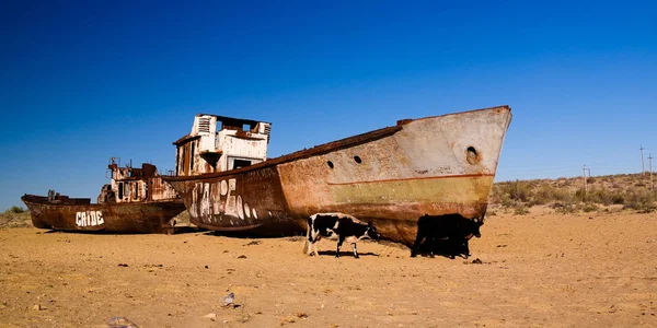 Panorama del cementerio de barcos cerca de Moynaq al amanecer con las vacas, Karakalpakstan, Uzbekistán — Foto de Stock