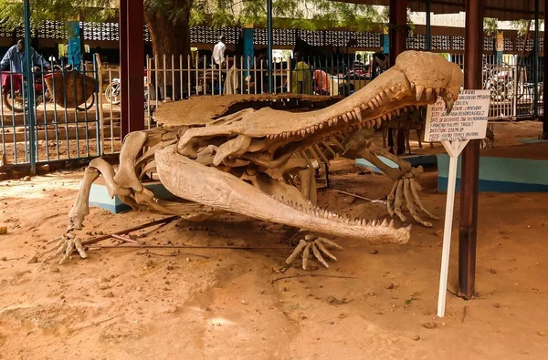 Скелет imperator динозавра Sarcosuchus в Niamey, Нігер — стокове фото