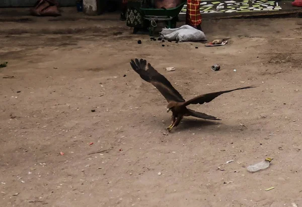 Eagle feeding, national entertainment in Harar, Ethiopia — Stock Photo, Image