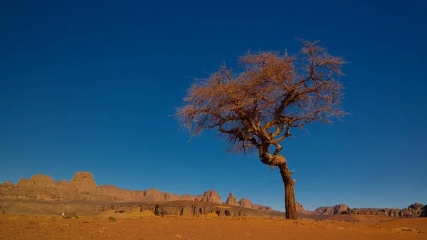 Paisaje del desierto con Acacia en el valle de Moul Naga en el parque nacional de Tassili nAjjer en Argelia — Foto de Stock