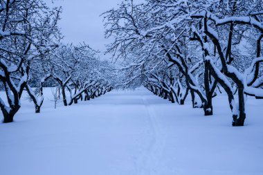 Kış görünümü appletree Bahçe sonra kar yağışı, Kolomenskoye, Moskova, Rusya Federasyonu