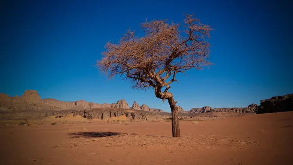 Sivatagi táj akác Moul Naga-völgyben, az Algériai Tassili najjer nemzeti park — Stock Fotó
