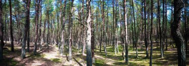 Orman, Curonian spit, Kaliningrad bölgesi Rusya dans