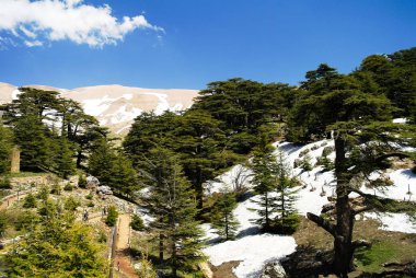 Arz ar-Rabb Mountain aka Cedars of God Kadisha Vadisi, Lübnan Lübnan cedars