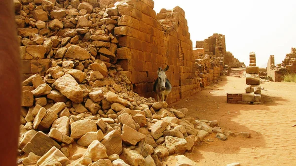 Panorama van Musawwarat es-Sufra ruïnes met ezel, Meroe, Sudan — Stockfoto