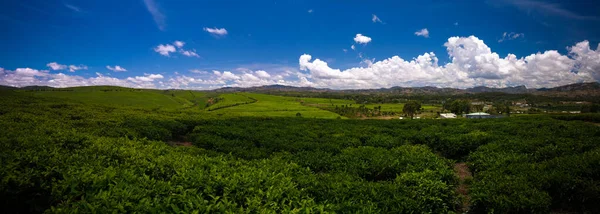 Paysage avec des champs de thé au Sahambavy, Fianarantsoa, Madagascar — Photo