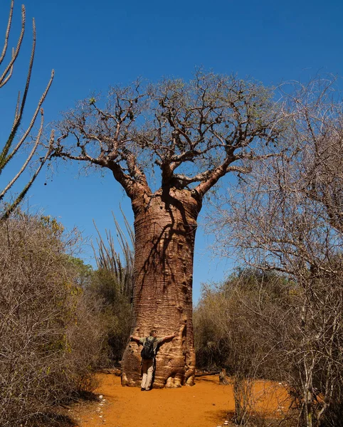 Paysage avec Adansonia rubrostipa aka fony baobab tree dans la réserve de Reniala, Toliara, Madagascar — Photo