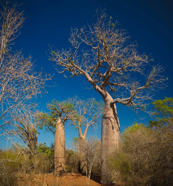 Paisaje con Adansonia rubrostipa aka fony baobab tree in Reniala reserve, Toliara, Madagascar — Foto de Stock