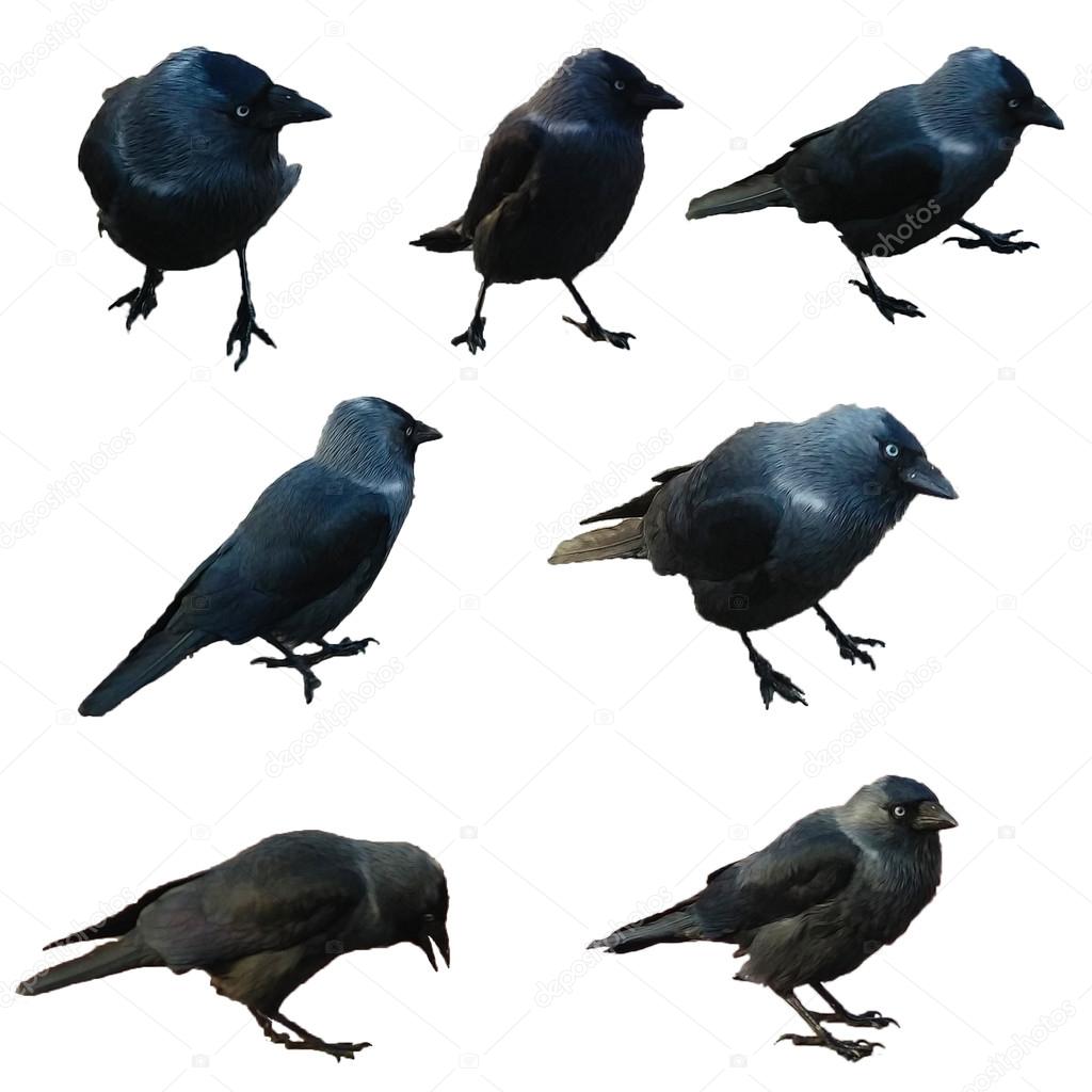 Vol Doiseaux Noirs Isolé Photographie Bunmihail 126088750