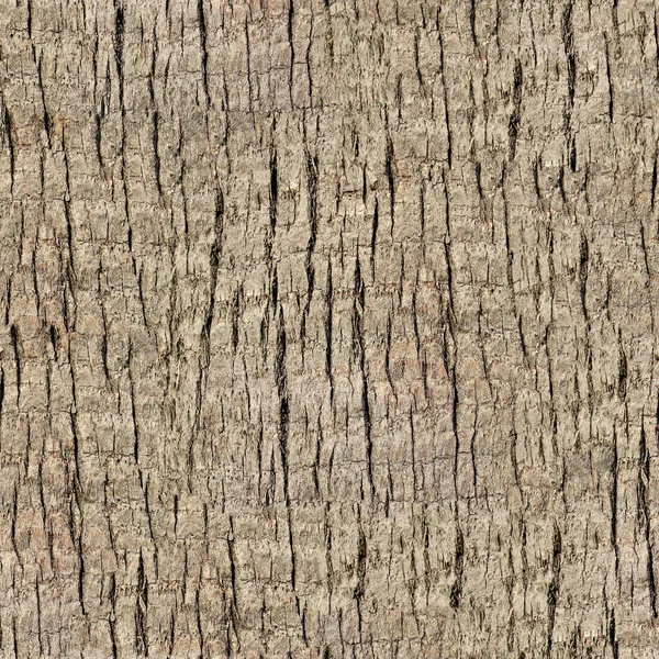 Texture sans couture de l'écorce fragile de l'arbre . — Photo