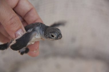 Beş dakika önce yumurtadan kaplumbağa