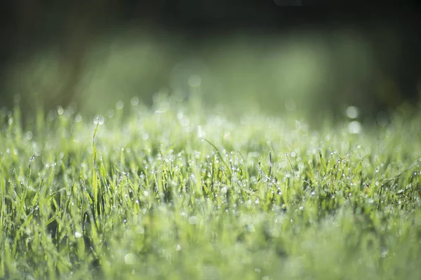 Het gras bedekt met dauw bij dageraad — Stockfoto