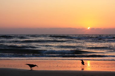 Gün batımında sahilde kargalar.
