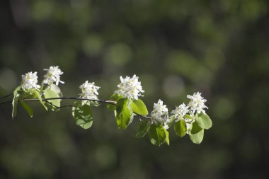 Çiçekli dal olan elma ağaçlarının bahar.