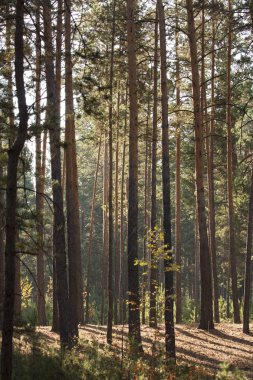İnce çam ormanı güneş eteklerinde.