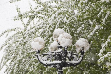 Fenerler ve karla kaplı ağaçlar