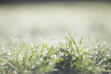 Çimen çiy şafakta kaplı.