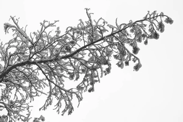 Een tak van een boom met zachte sneeuw bedekt — Stockfoto