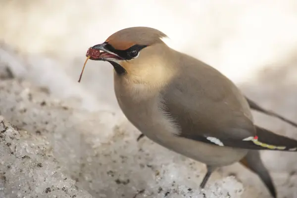 Waxwing 야생 사과 나무의 냉동된 과일을 먹는. — 스톡 사진