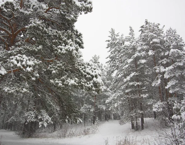 Árvores cobertas de neve na floresta com neve pesada . — Fotografia de Stock