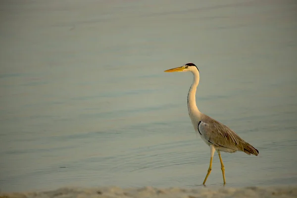 Ooievaar en de zee . — Stockfoto