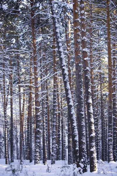 Floresta de inverno, pinhal  . — Fotografia de Stock