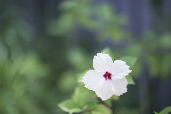 Weiße Blume auf verschwommenem grünem Hintergrund. — Stockfoto