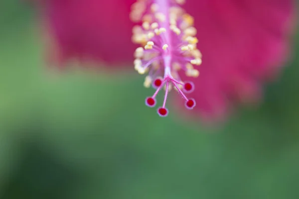 Fleur rouge sur fond vert flou . — Photo