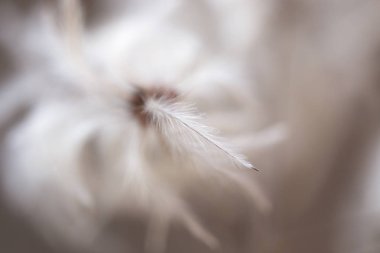 Çiçekler ağacı kuş tüyleri gibi.