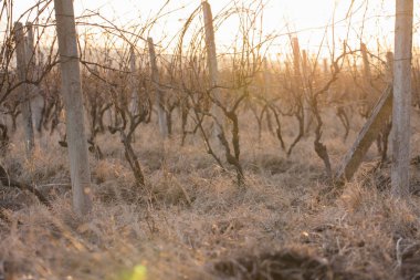 Kış günbatımı mahzeninde.