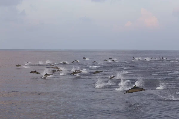 Dolphins are pursuing a flock of fish at sunset. — Stock Photo, Image