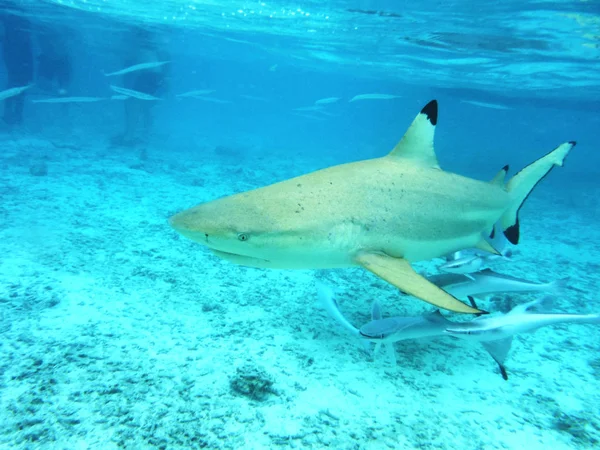 El tiburón y el remora-pez en el agua clara del océano . —  Fotos de Stock
