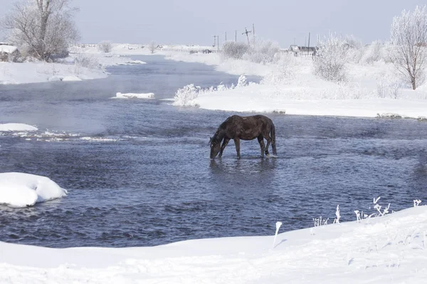 Aldeia coberta de neve, cavalo preto bebe água do rio . — Fotografia de Stock