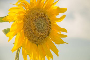 Beyaz bir arka plan üzerinde parlak sarı olgun ayçiçeği.
