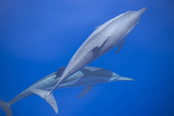 Two dolphins in the deep blue sea. — Stock Photo, Image