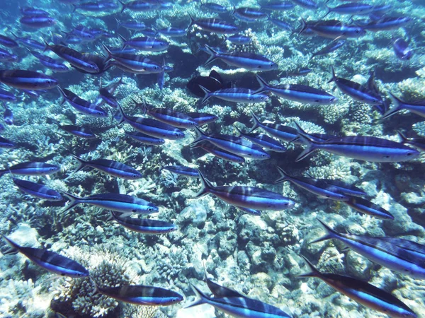 Blue fish in blue water.