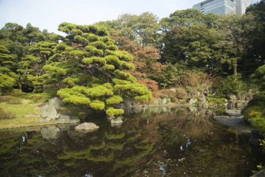 Bir su birikintisi ile düzgün park.