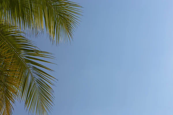 Folhas de palmeira contra o céu azul brilhante . — Fotografia de Stock