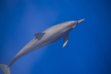 Parlak mavi su vahşi yunus